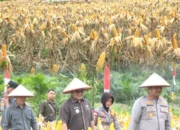 Perkuat Ketahanan Pangan, Sambas Gelar Panen Raya Jagung Serentak